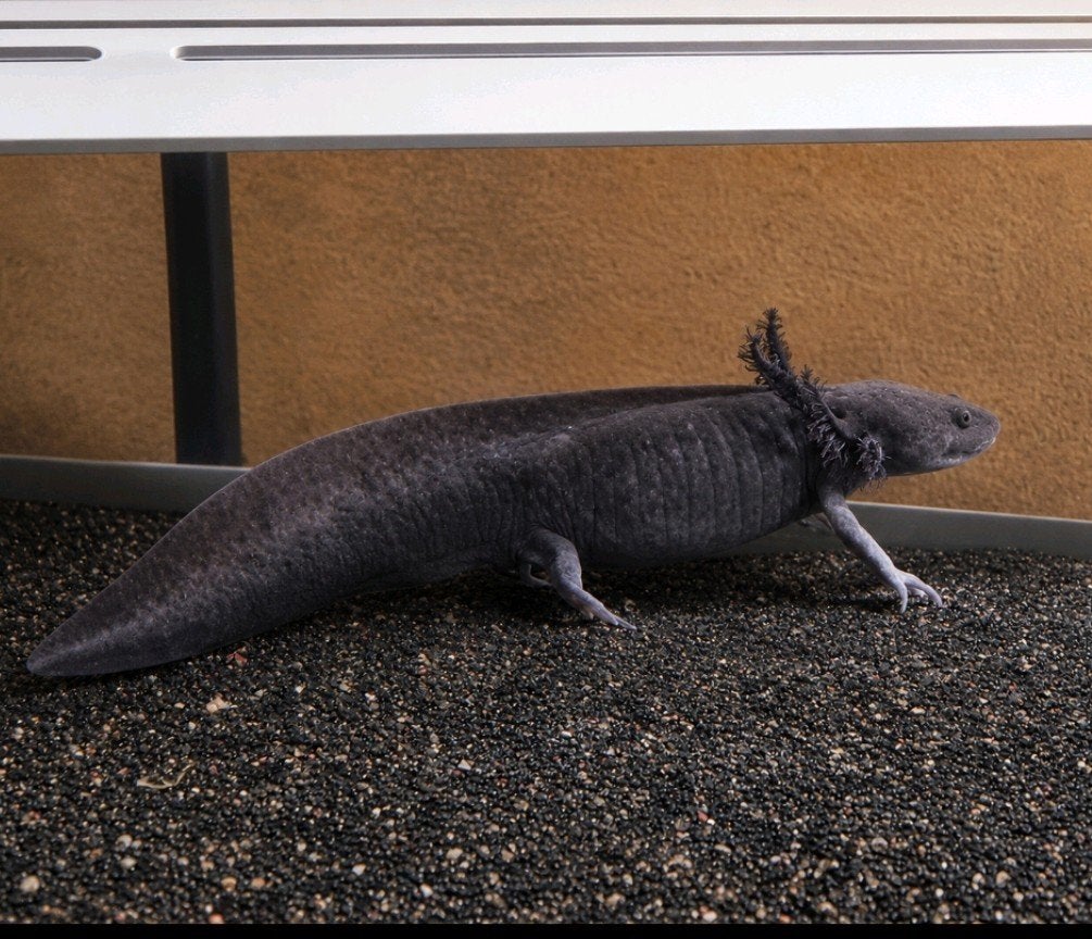 Axolotl 7 mnd, Dieren en Toebehoren, Reptielen en Amfibieën, 0 tot 2 jaar