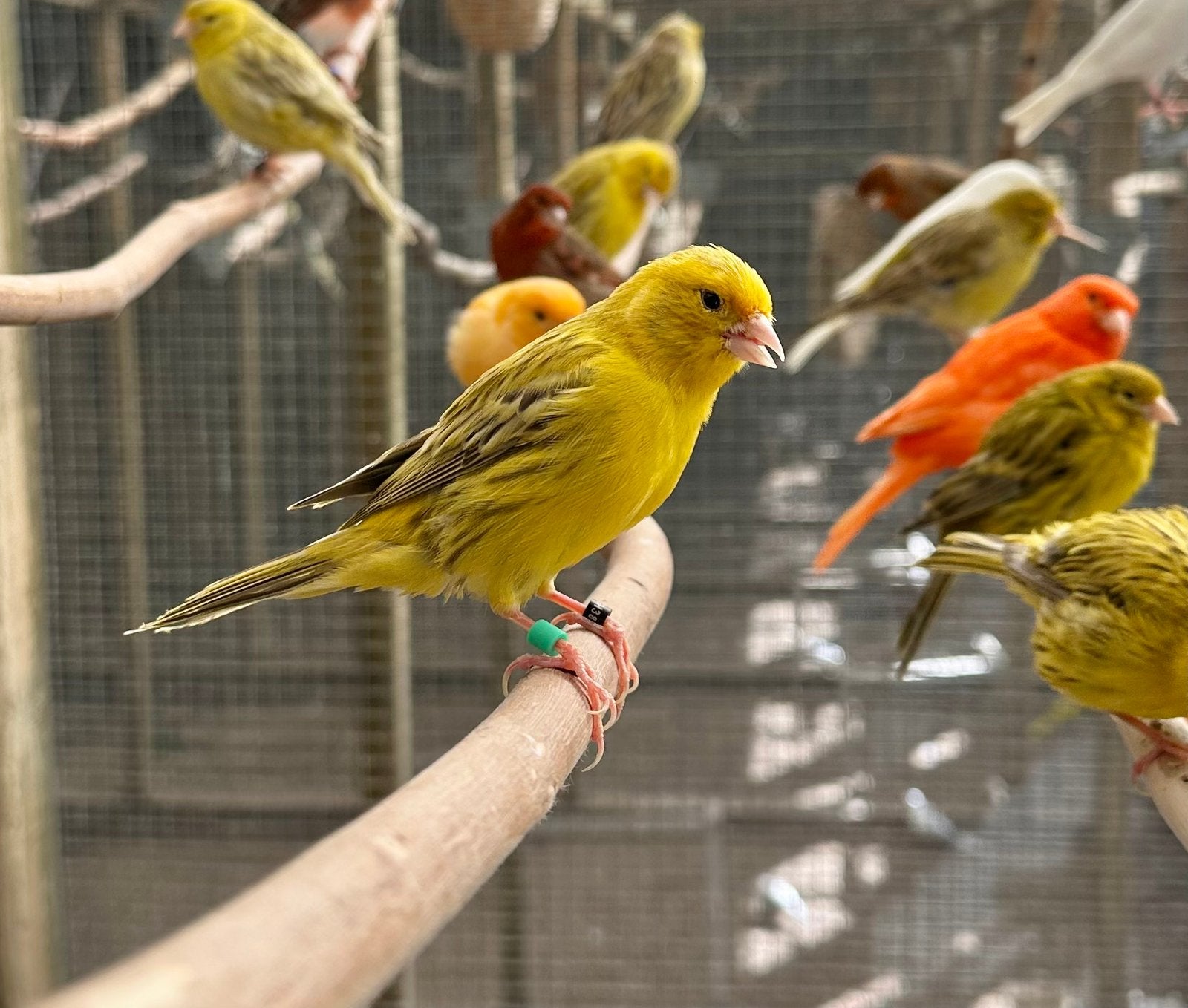 Geel agaat kanaries, Dieren en Toebehoren, Meerdere dieren, Kleurkanarie