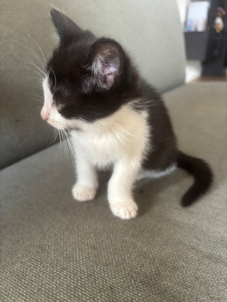 Kittens op zoek naar een nieuw huisje!, Dieren en Toebehoren, Katten en Kittens | Overige Katten, Poes, Kortharig, 0 tot 2 jaar