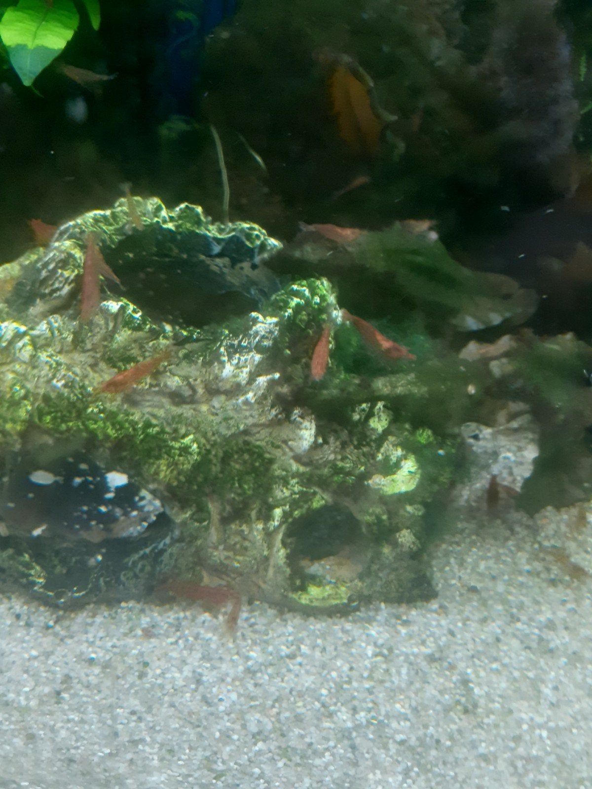 20 rode garnalen voor 12 euro met 10 gratis baby guppies, Dieren en Toebehoren, Kreeft, Krab of Garnaal
