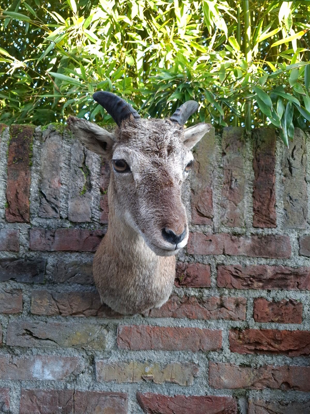 opgezette kop jonge moeflon taxidermy schedel jacht veluwe, Ophalen, Wild dier, Gewei of Kop