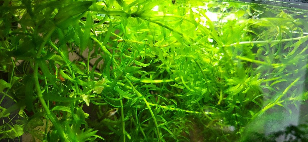 Aquarium planten, Ophalen, Nieuw, Plant(en), Steen of Hout