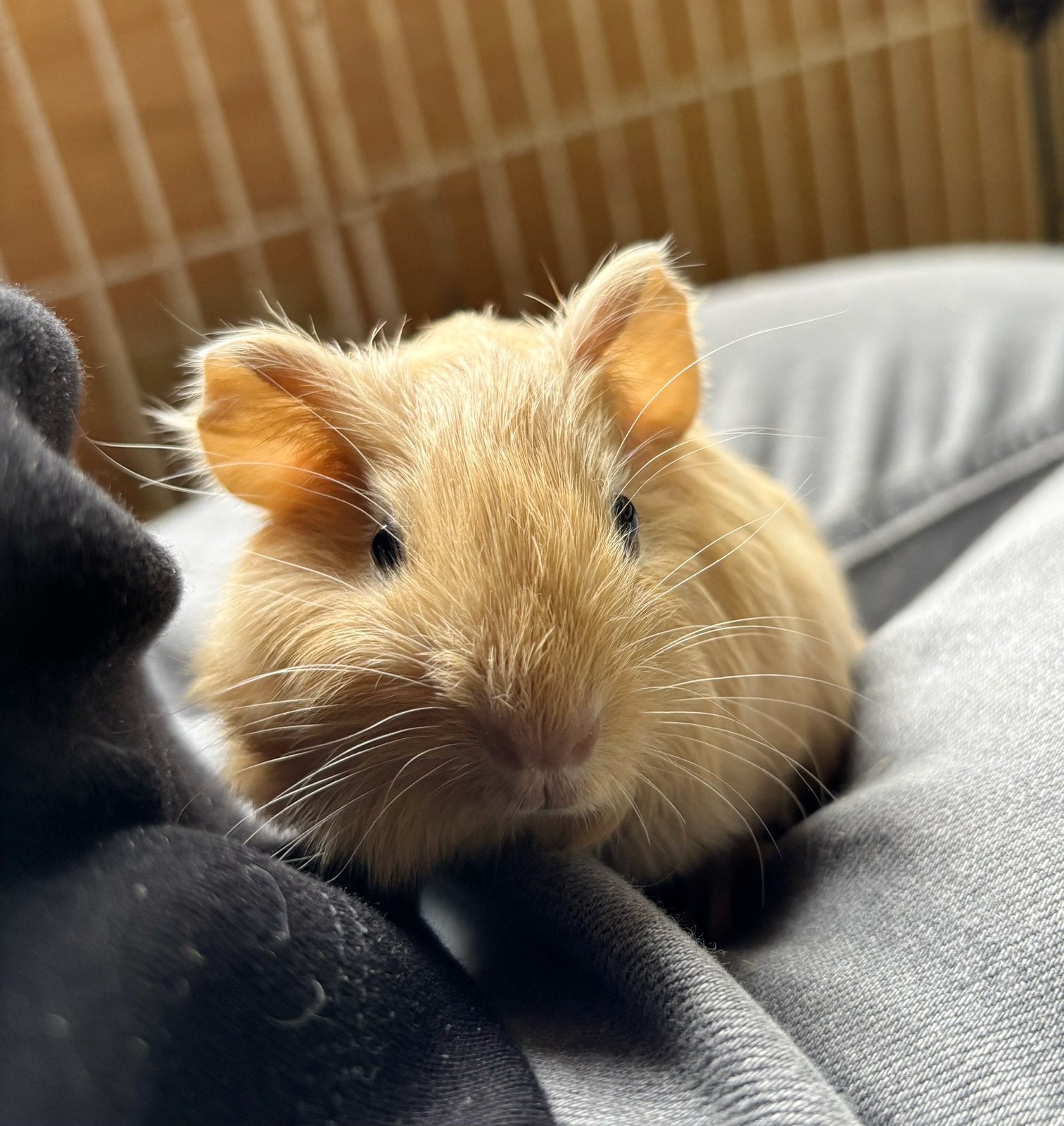 Baby zeugje ( licht creme ), Dieren en Toebehoren, Augustus, Vrouwelijk, Cavia