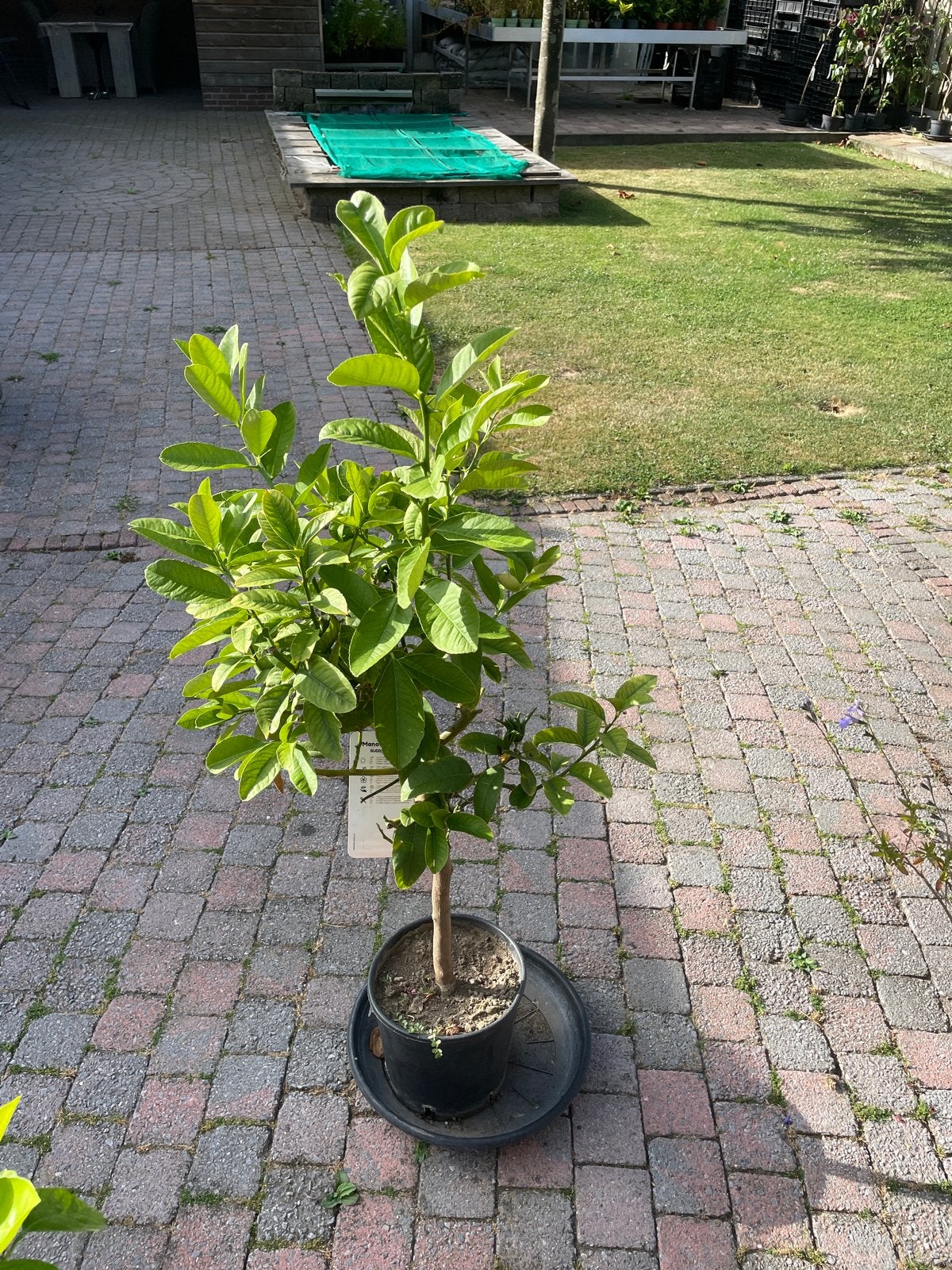 Mano di Buddha - Boeddha's Hand Citroenplant, Volle zon, Vaste plant, Ophalen of Verzenden, Zomer