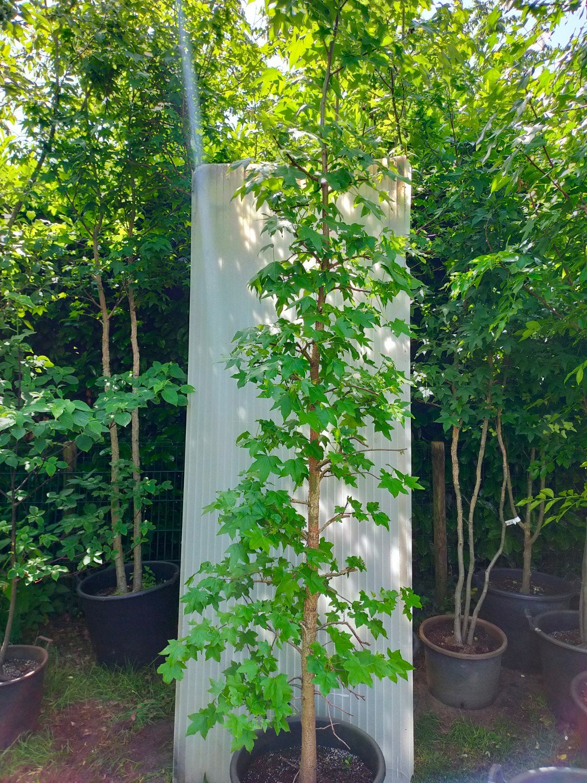 Amberboom, Tuin en Terras, Planten | Bomen, Bloeit niet, Overige soorten, 250 tot 400 cm, Ophalen