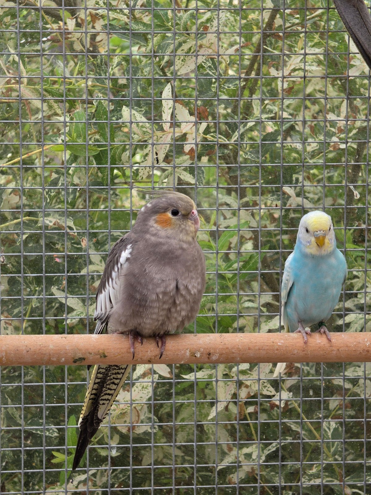Valkparkiet, Dieren en Toebehoren, Vogels | Parkieten en Papegaaien, Meerdere dieren, Parkiet, Geringd