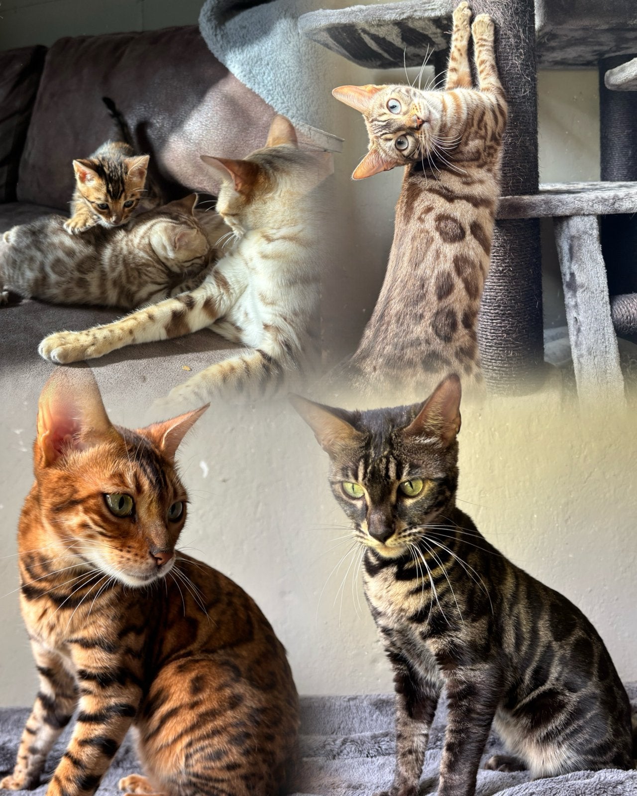 Raszuiver Bengaal Kittens verwacht 😱🤭 Kat poes kater, Meerdere dieren