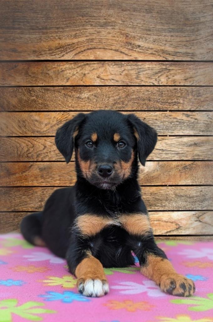 Leuke kruising rottweiler x border collie pups zoeken baasje, Parvo, 8 tot 15 weken, Meerdere, Meerdere dieren