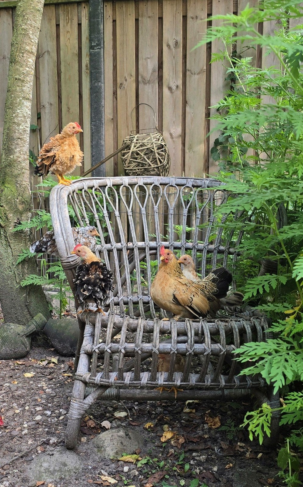 6 leuke seramas van van bijna 3 mnd oud, Meerdere dieren, Kip