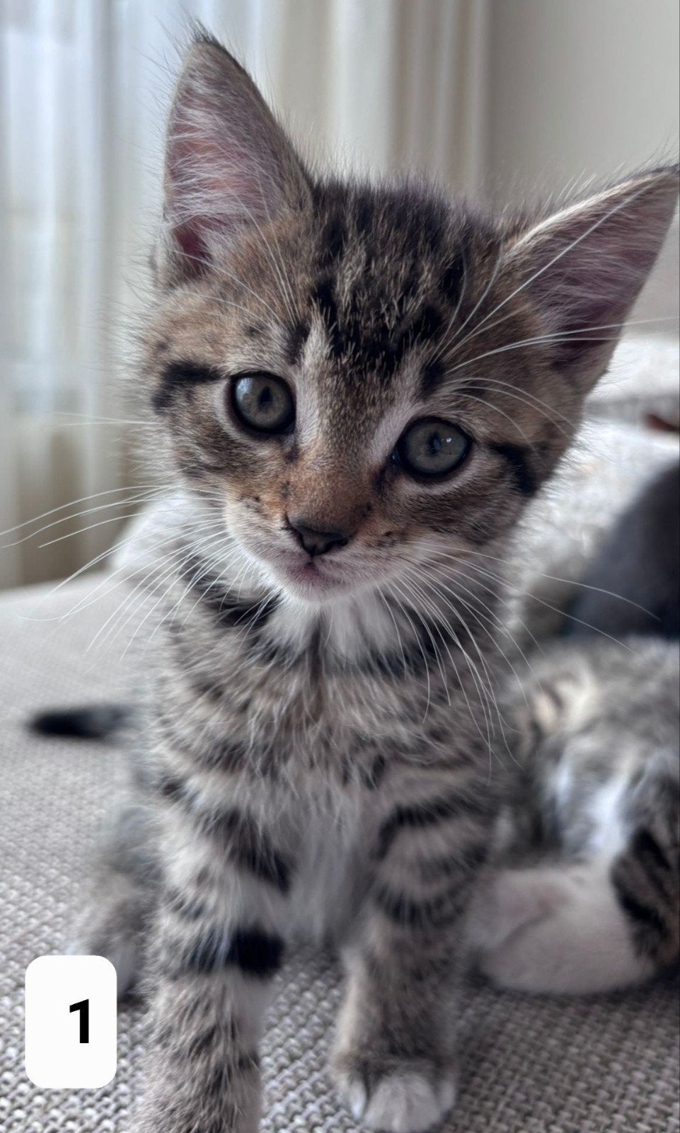 Kater Kittens 9 weken