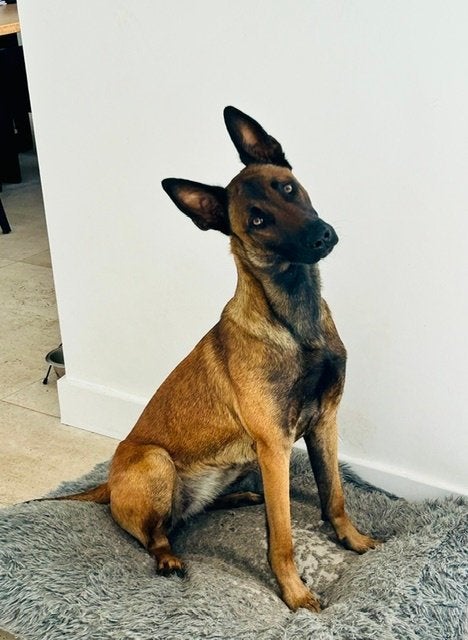 Ervaren oppas gezocht voor villa en dieren, Diensten en Vakmensen, Particuliere oppas