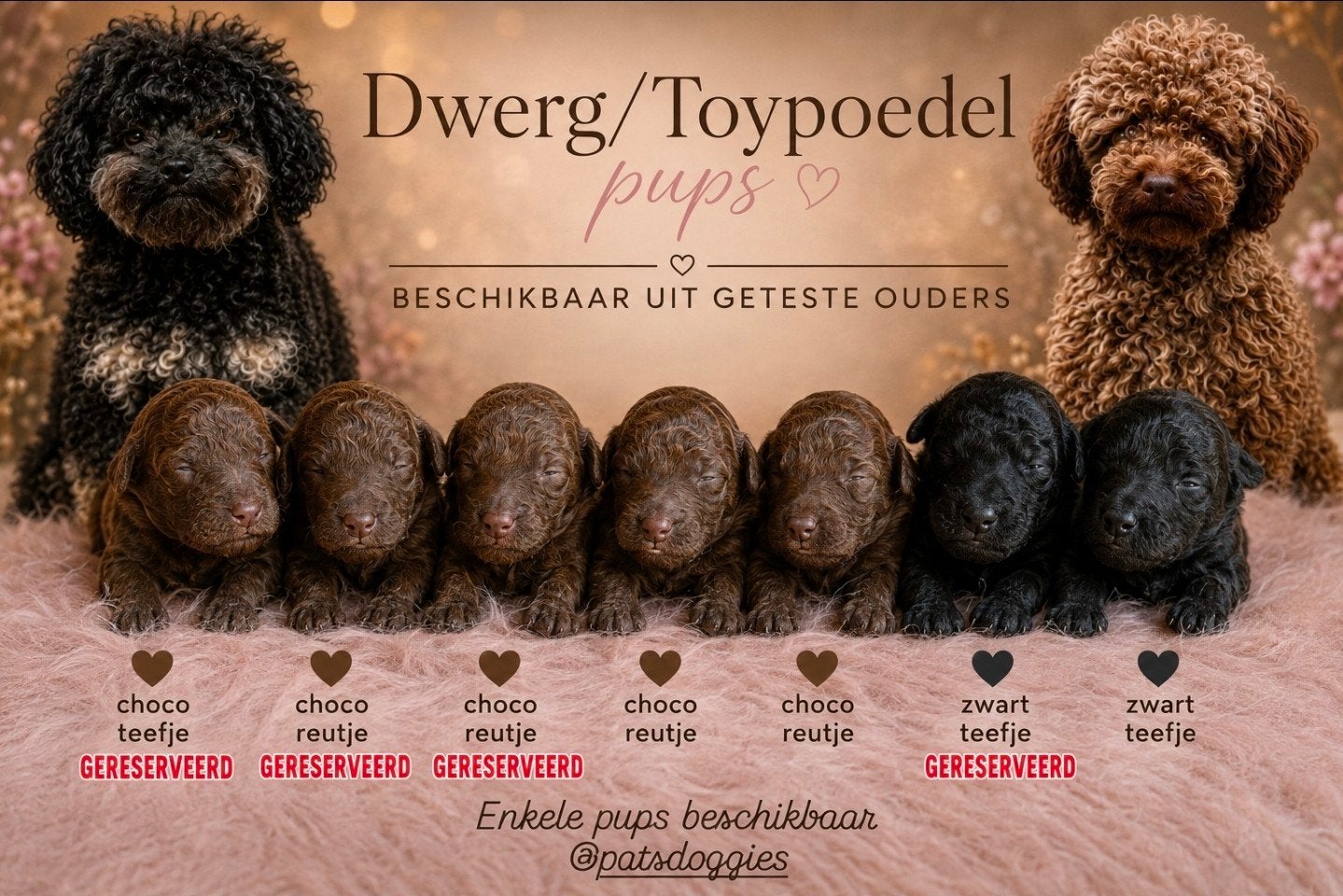 Dwerg / Toypoedel pups uit geteste ouders *Toy poedel*, Poedel, Parvo, 8 tot 15 weken, Meerdere