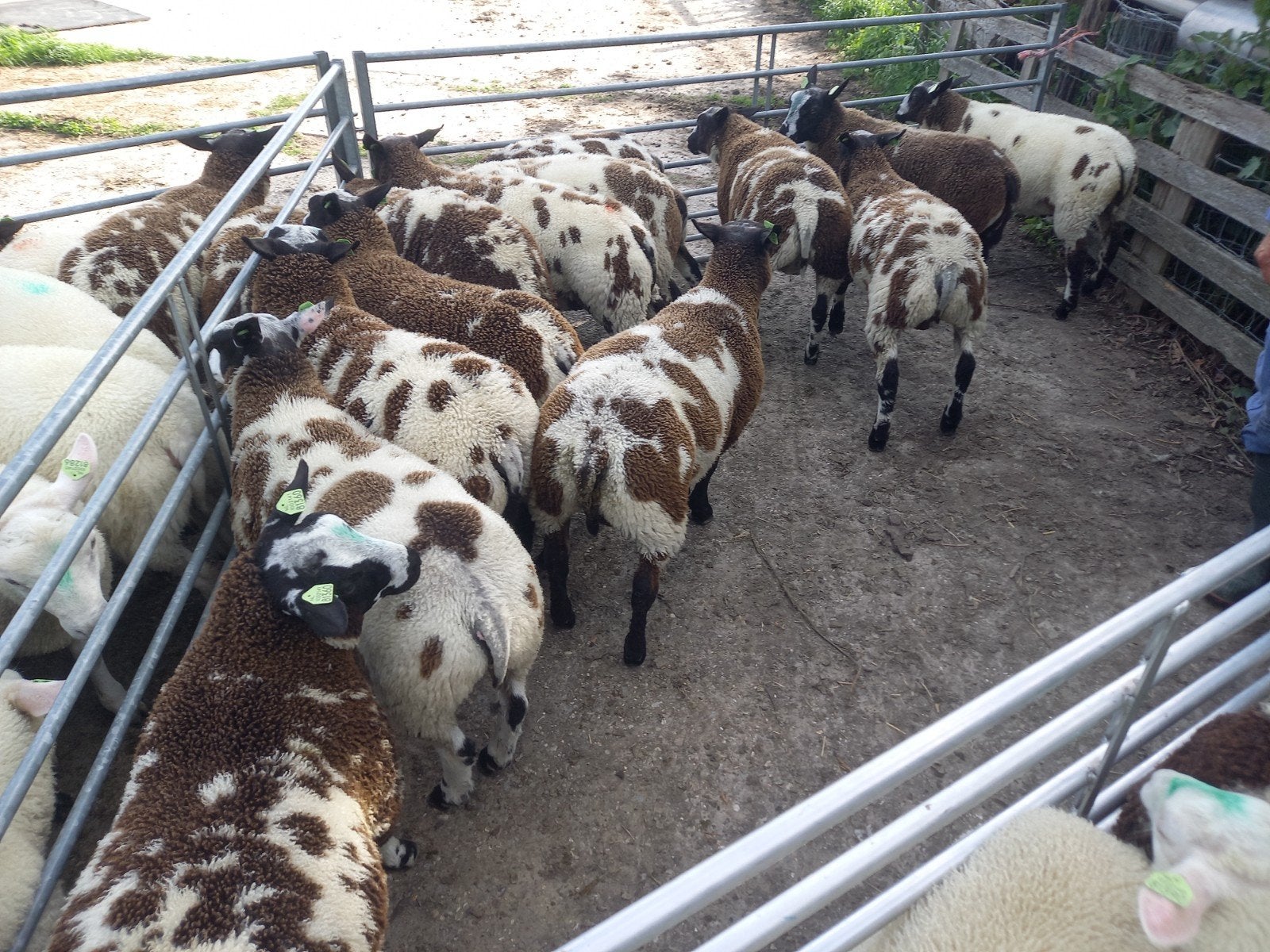 Luxe bonte dekrammen, Dieren en Toebehoren, Mannelijk, Schaap