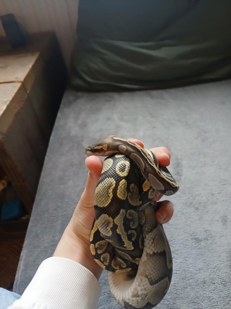 Python regius, Dieren en Toebehoren, Slang, Tam, 3 tot 6 jaar