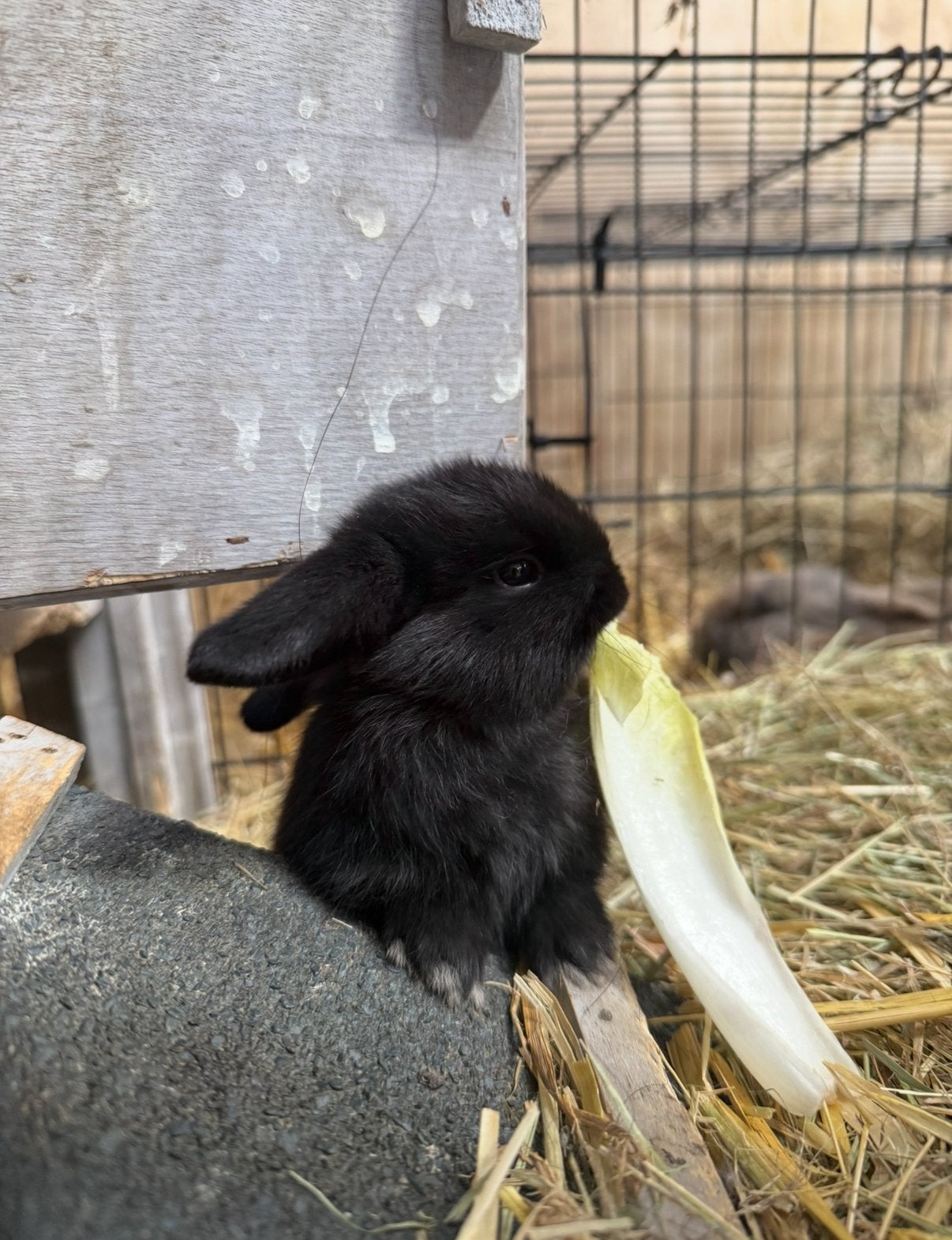Konijntjes, Dieren en Toebehoren, Konijnen, Dwerg, Mannelijk, Hangoor
