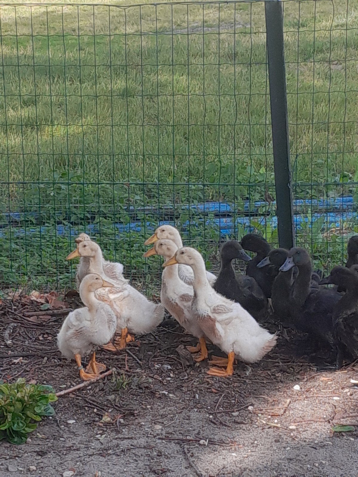 Jonge Cayuga en Saksen eenden., Dieren en Toebehoren, Pluimvee, Meerdere dieren, Eend