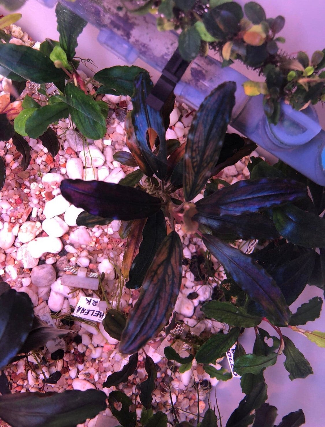 Bucephalandra Black Marble, Dieren en Toebehoren, Ophalen of Verzenden