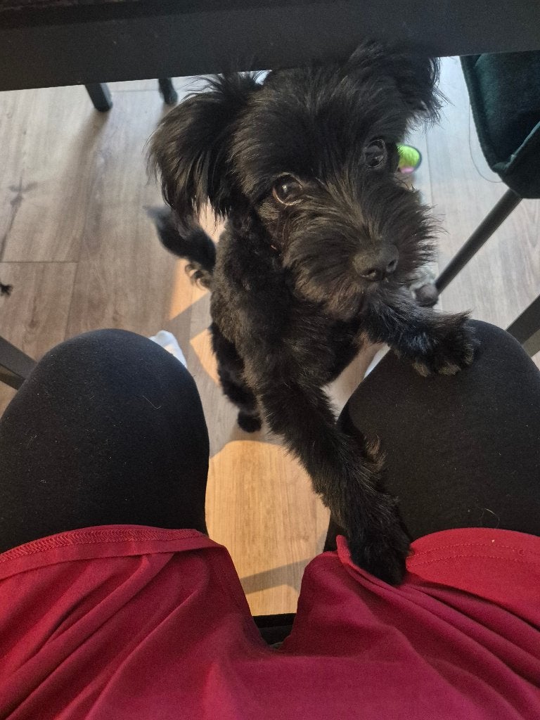 Boomer, Dieren en Toebehoren, Honden | Niet-rashonden, België, Particulier, 15 weken tot 1 jaar, Teef