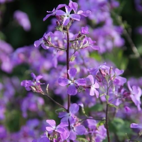 Griekse Judaspenning - Lunaria annua 'Kastoria', Ophalen of Verzenden, Volle zon