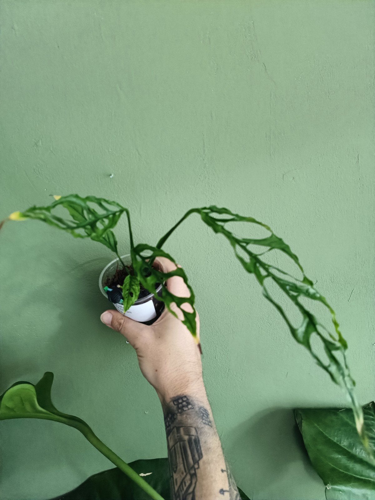 monstera obliqua peru, Ophalen of Verzenden, Halfschaduw, Minder dan 100 cm
