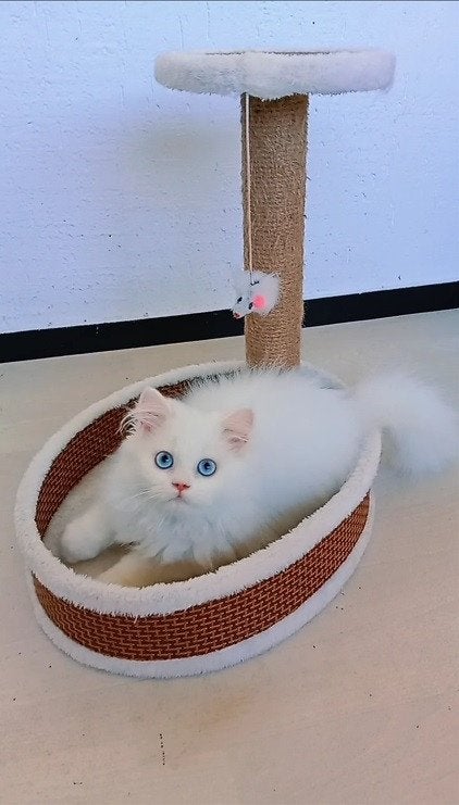 Super lieve langharige kittens met bijzondere oogkleuren, Dieren en Toebehoren, Katten en Kittens | Raskatten | Langhaar, Poes