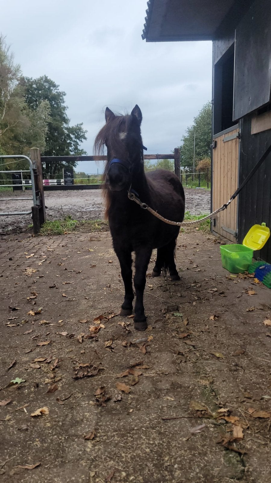 Mooie NMPRS mini merrie zwart, Dieren en Toebehoren, Merrie, Met stamboom, Niet van toepassing, 0 tot 2 jaar
