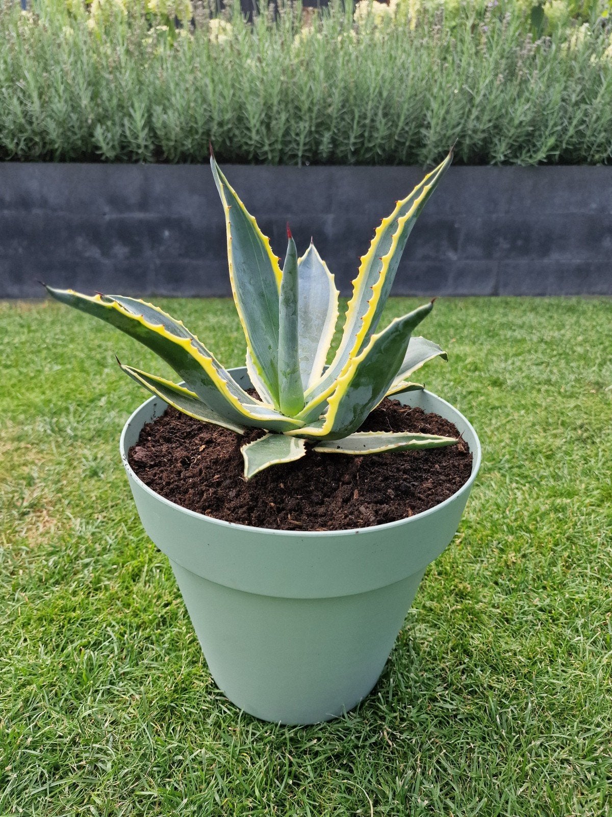 Agave  - Prachtige Sierplant, Tuin en Terras, Planten | Tuinplanten, Volle zon, Vaste plant, Bloeit niet, Ophalen
