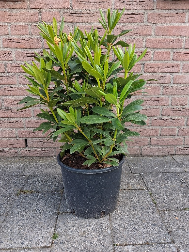 Rhododendron Cunningham's White (SUPER SCHERPE PRIJS!) €6,50, Overige soorten, Vaste plant, Ophalen of Verzenden, Halfschaduw