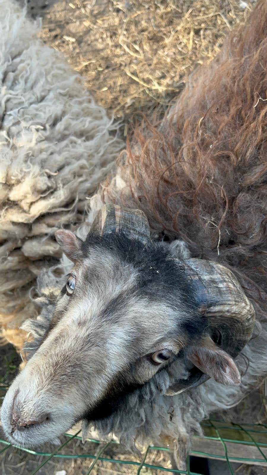 Lief knap Ouessant rammetje, Dieren en Toebehoren, Schapen, Geiten en Varkens, Mannelijk, Schaap