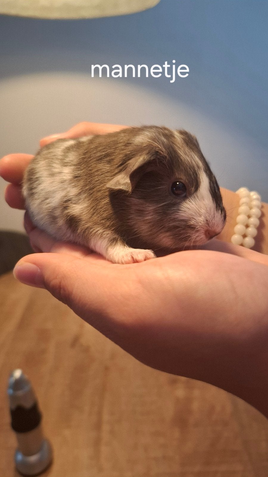Super lief, mooi, en gezond baby cavia beertje, Cavia, Juni, Mannelijk, Tam