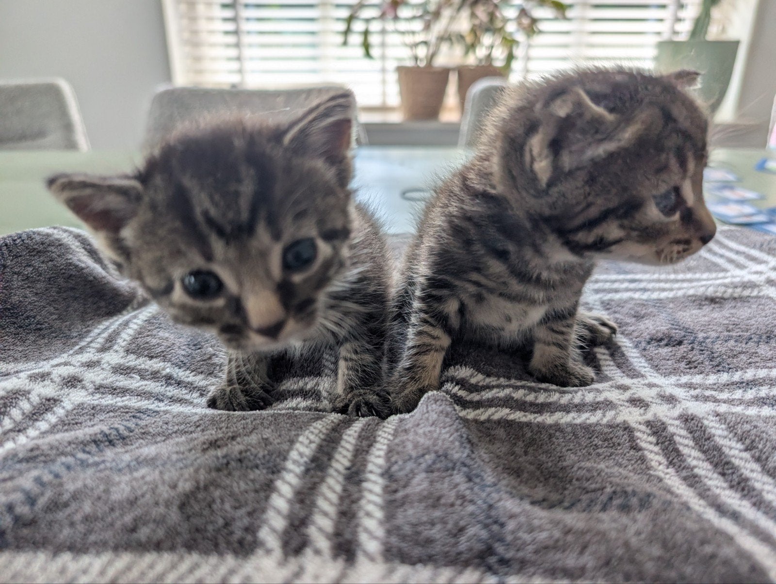 Lieve leuke  cyperse kittens ( poesjes) te koop, Dieren en Toebehoren, Katten en Kittens | Overige Katten, Poes, Kortharig, 0 tot 2 jaar