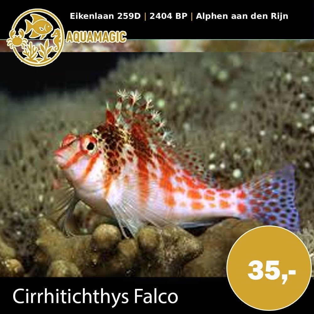 cirrhitichthys falco, Dieren en Toebehoren, Vis, Zoutwatervis