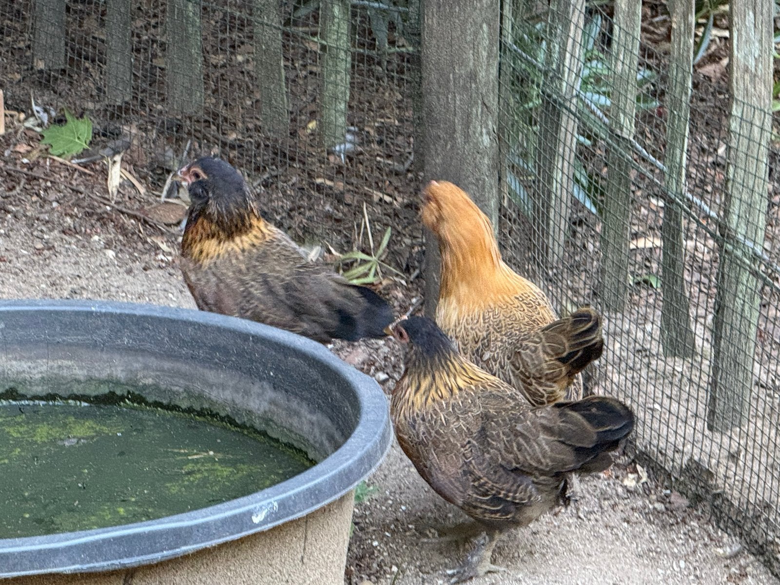 Hennen & hanen, Dieren en Toebehoren, Pluimvee, Meerdere dieren, Kip