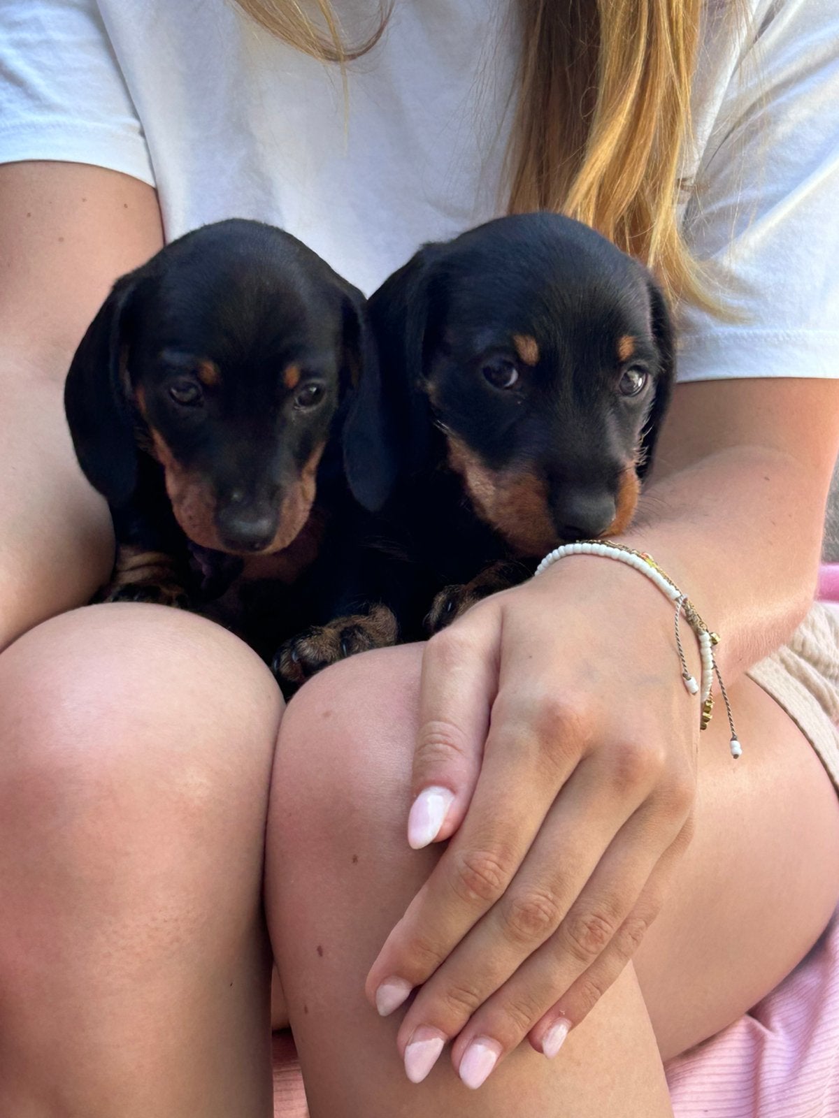 Black and tan reutjes ruwharig en gladharig, Parvo, Reu, 8 tot 15 weken, Korthaar