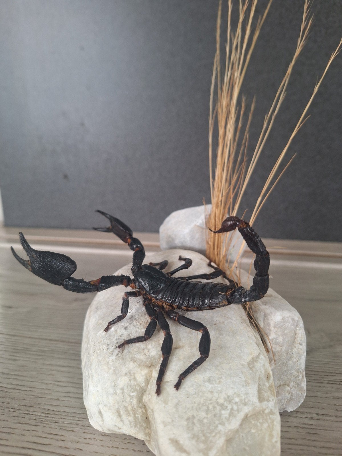 Opgezette schorpioen., Ophalen of Verzenden, Nieuw, Insect, Opgezet dier