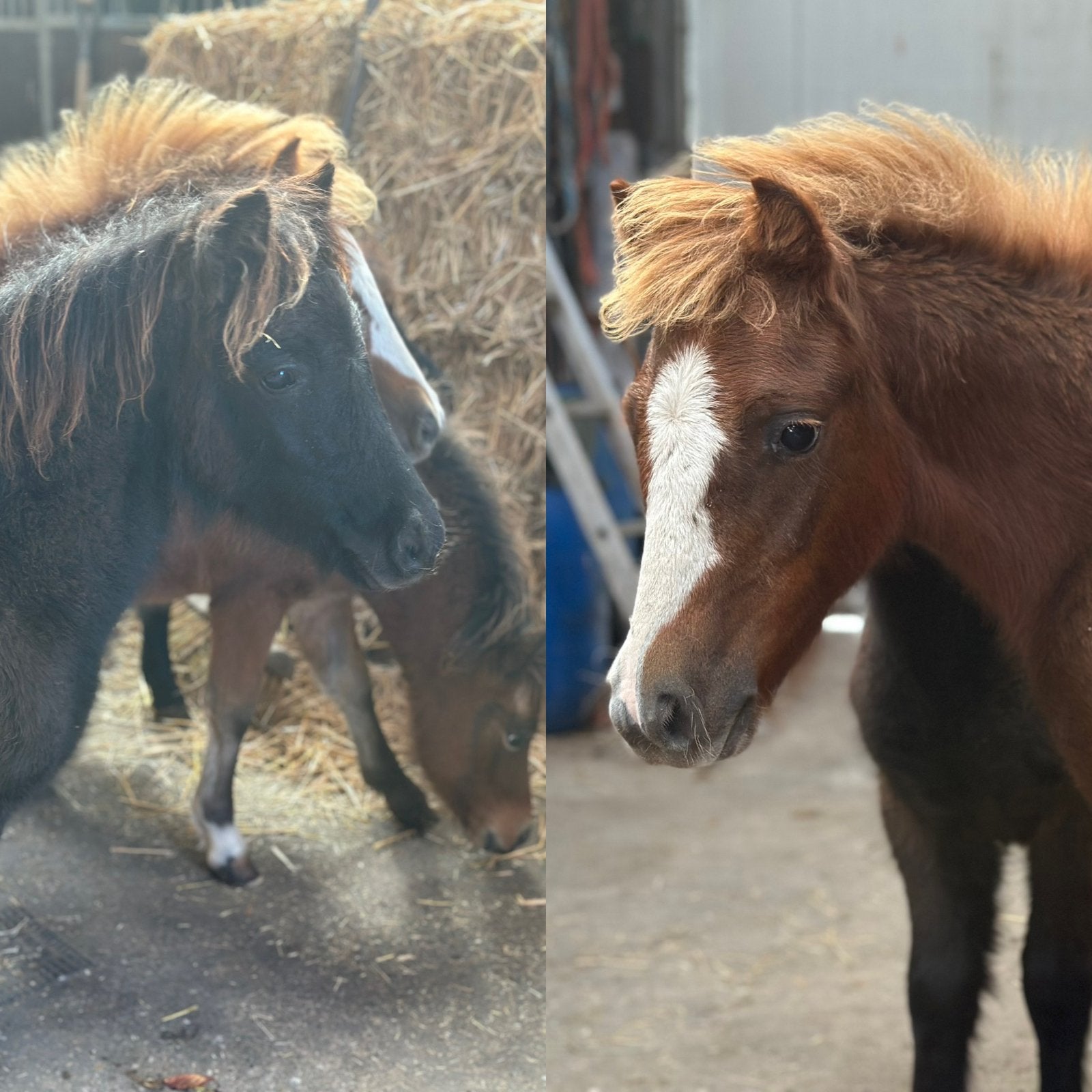 Lieve Welsh hengstjes zoeken een nieuw baasje!, Dieren en Toebehoren, 0 tot 2 jaar, Hengst, A pony (tot 1.17m), Gechipt