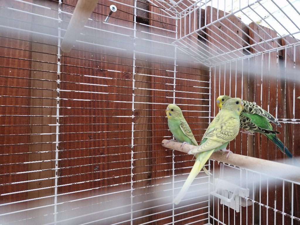 Parkiet, Geslacht onbekend, Parkiet, Tam