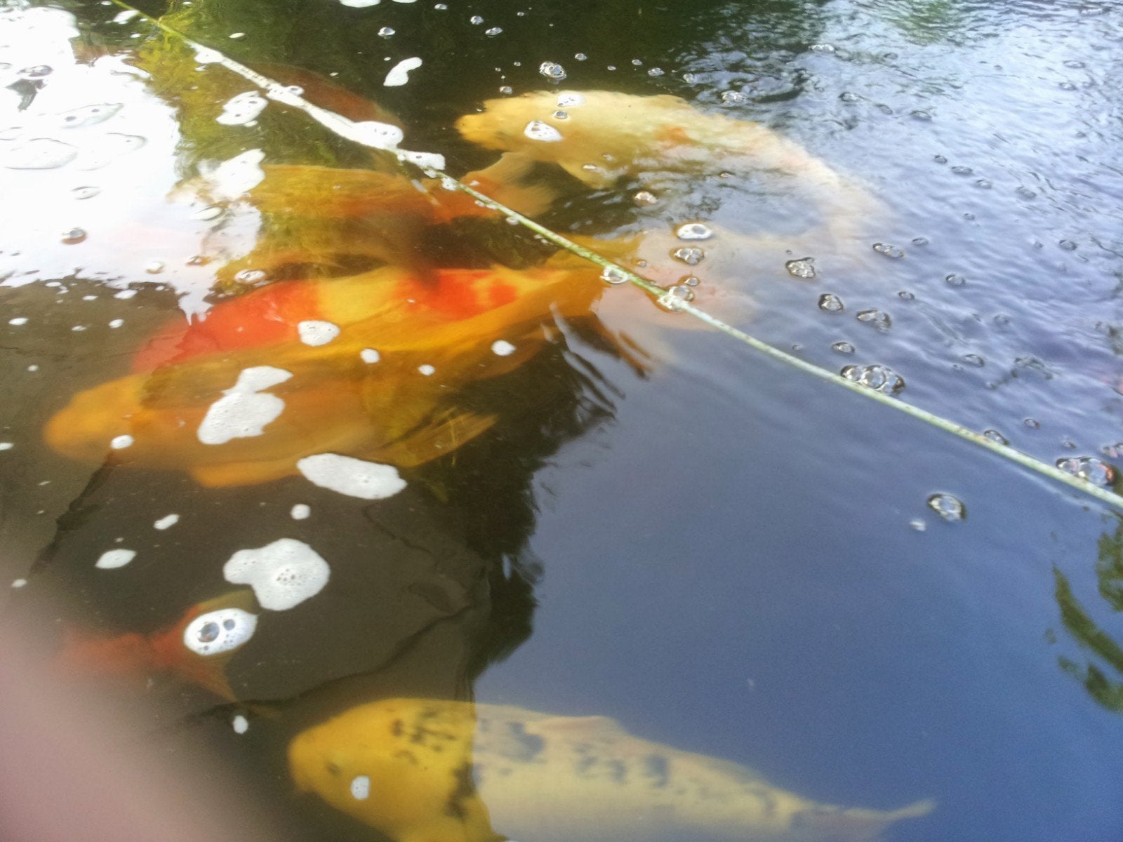 koikarpers, Karper of Koi