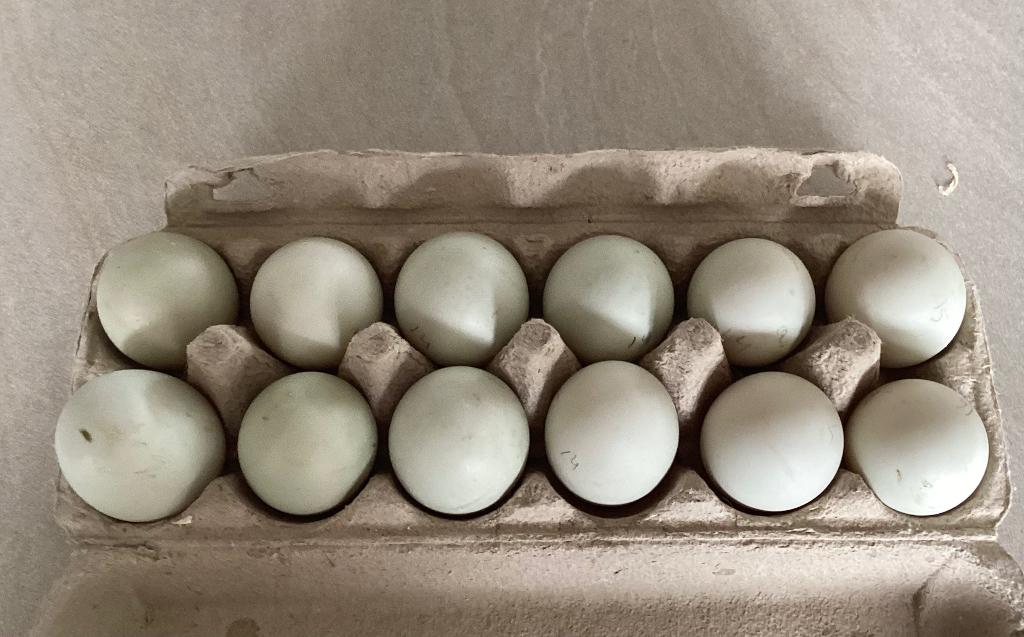 Broedeieren Indische loopeend, Geslacht onbekend, Eend