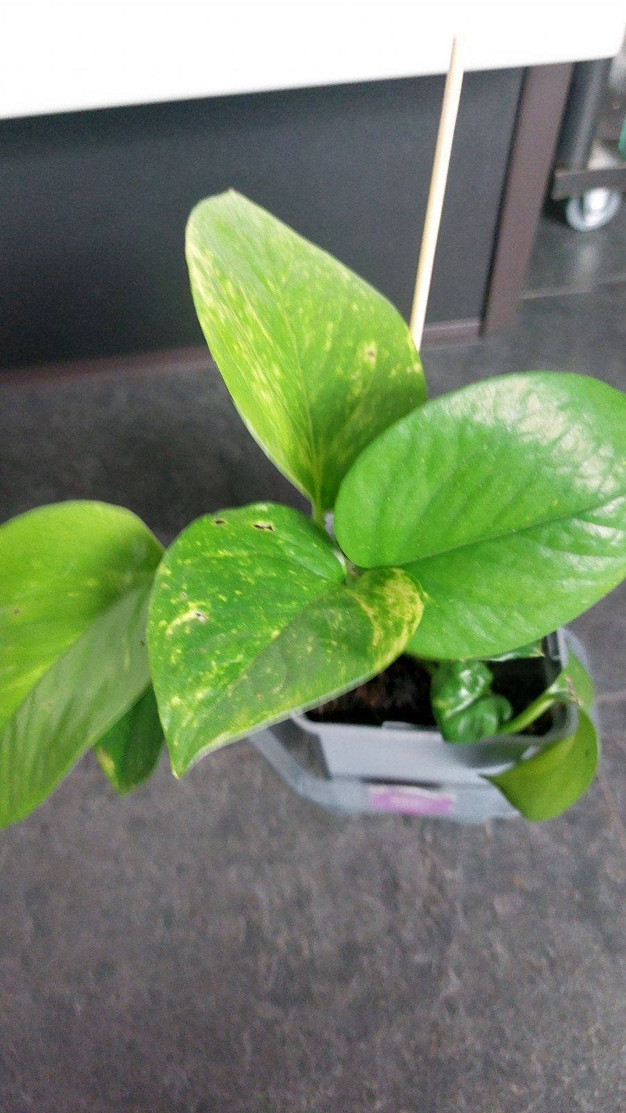 scindapsus en syngonium red, Ophalen of Verzenden