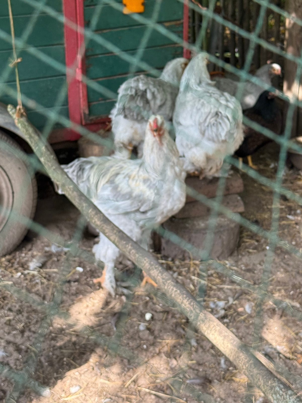 Brahma,s te koop 4 x, Meerdere dieren, Kip