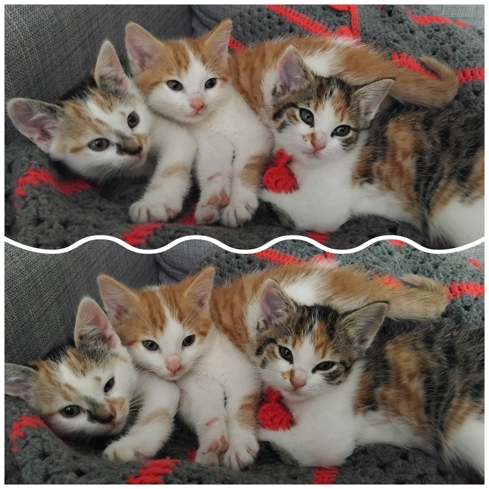 3 prachtige superlieve oa lapjes kittens v-m-v, Meerdere dieren