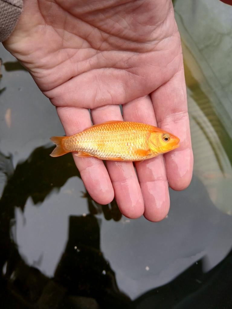 Koi karper, Dieren en Toebehoren, Vissen | Vijvervissen, Karper of Koi