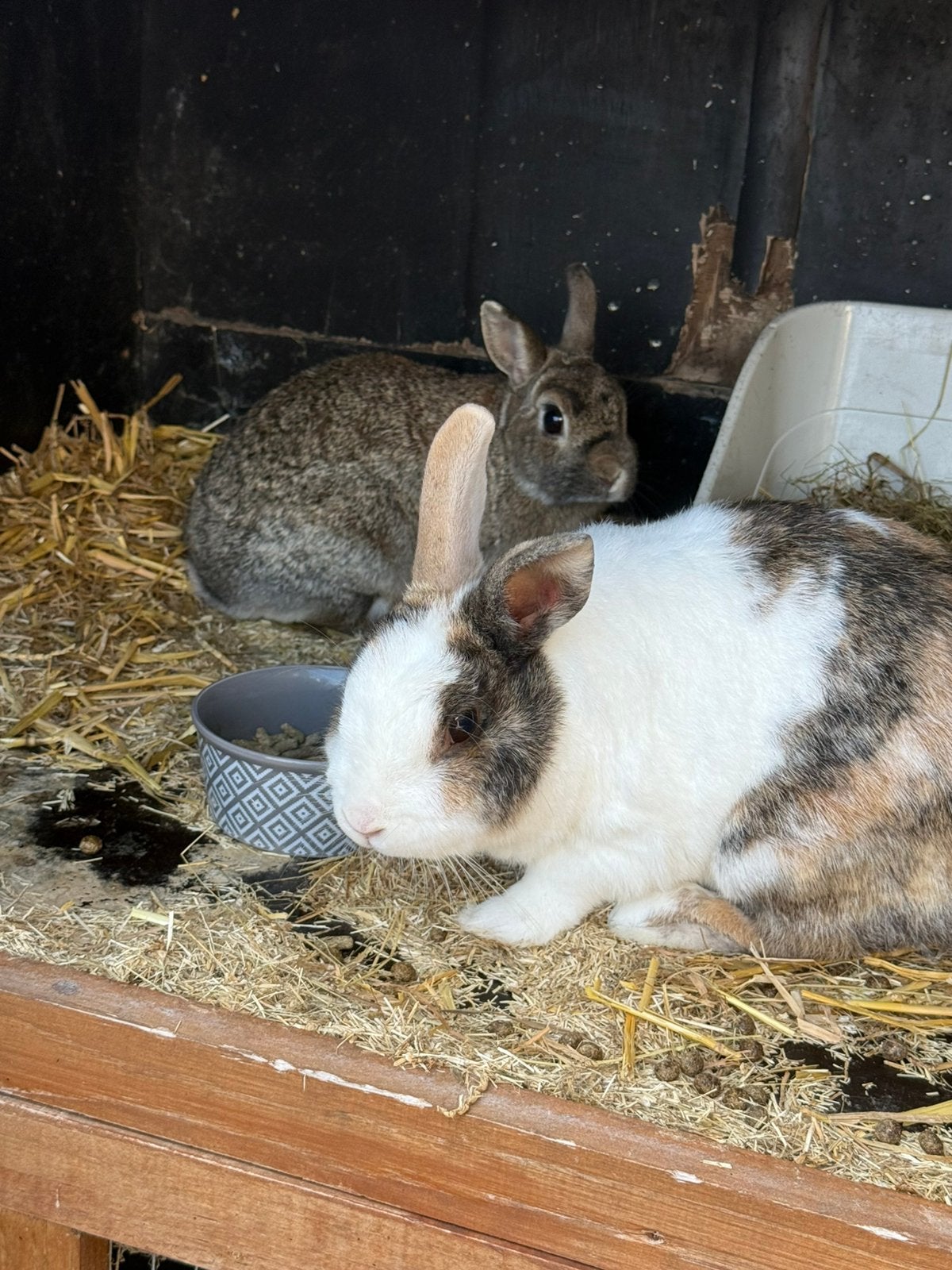 Tophuisje gezocht voor deze kanjers van konijnen, Dieren en Toebehoren, Konijnen, Meerdere dieren, Middelgroot, 3 tot 5 jaar