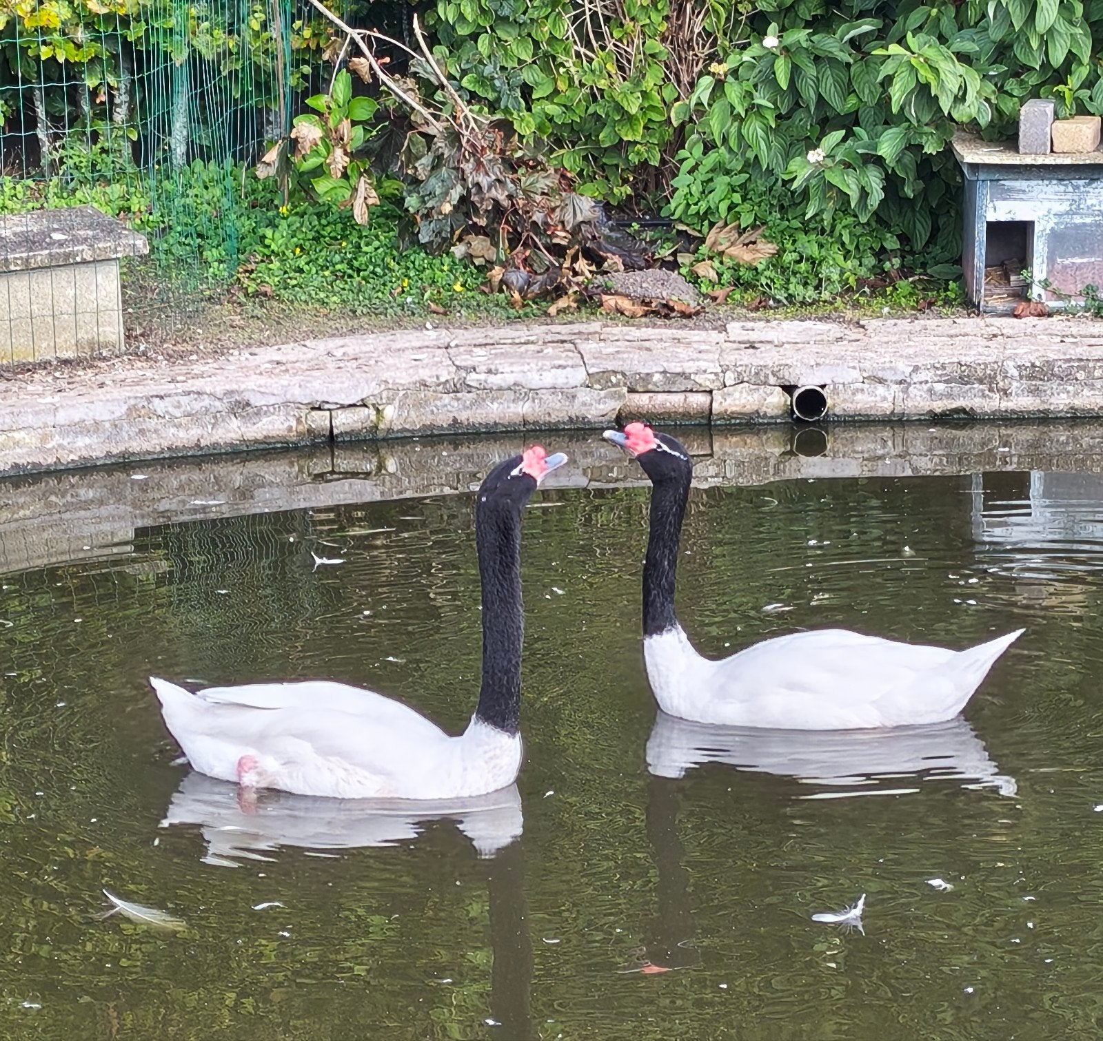 mooi koppel zwarthalszwanen, Gans of Zwaan