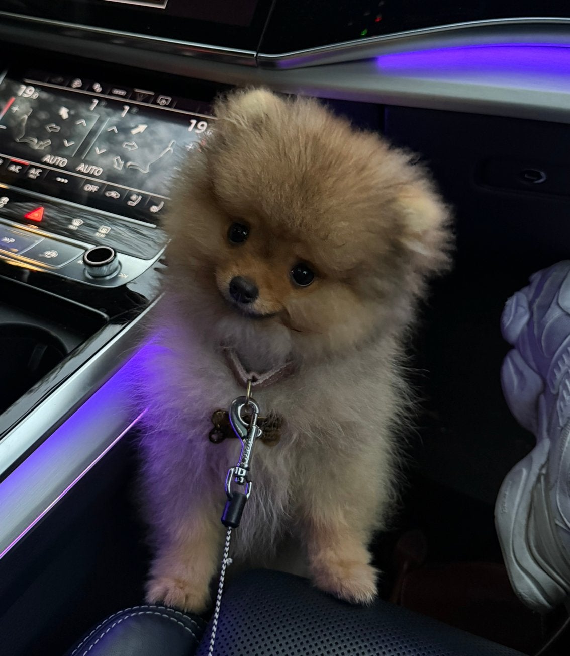 Pomeriaan bear face puppy, Particulier, Overige rassen, 8 tot 15 weken, Buitenland