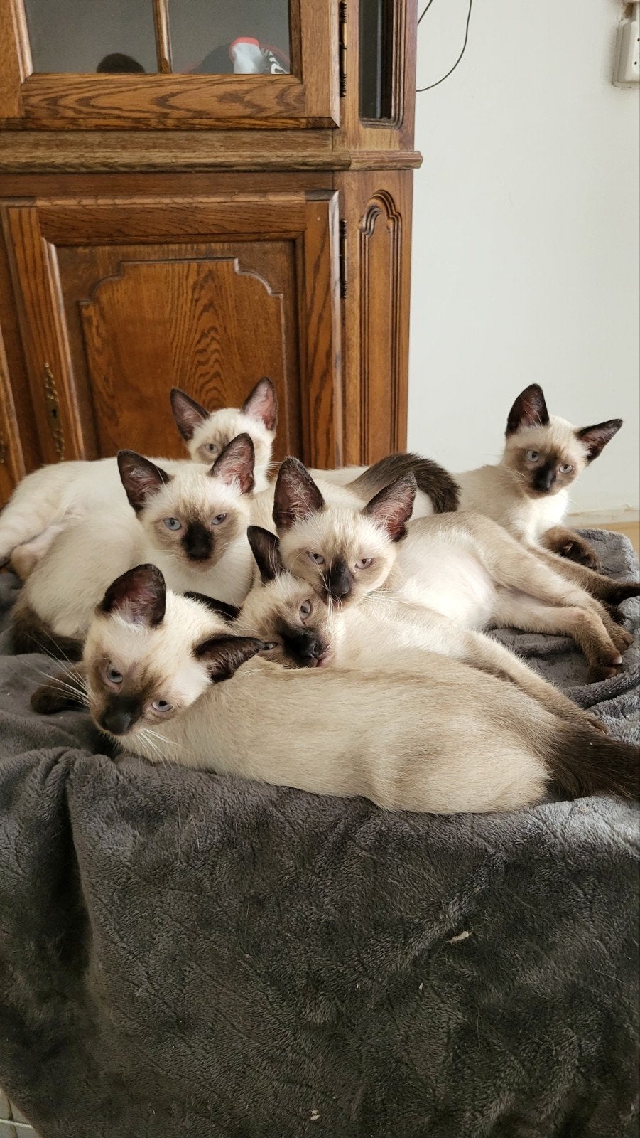 Thai Siamees kittens