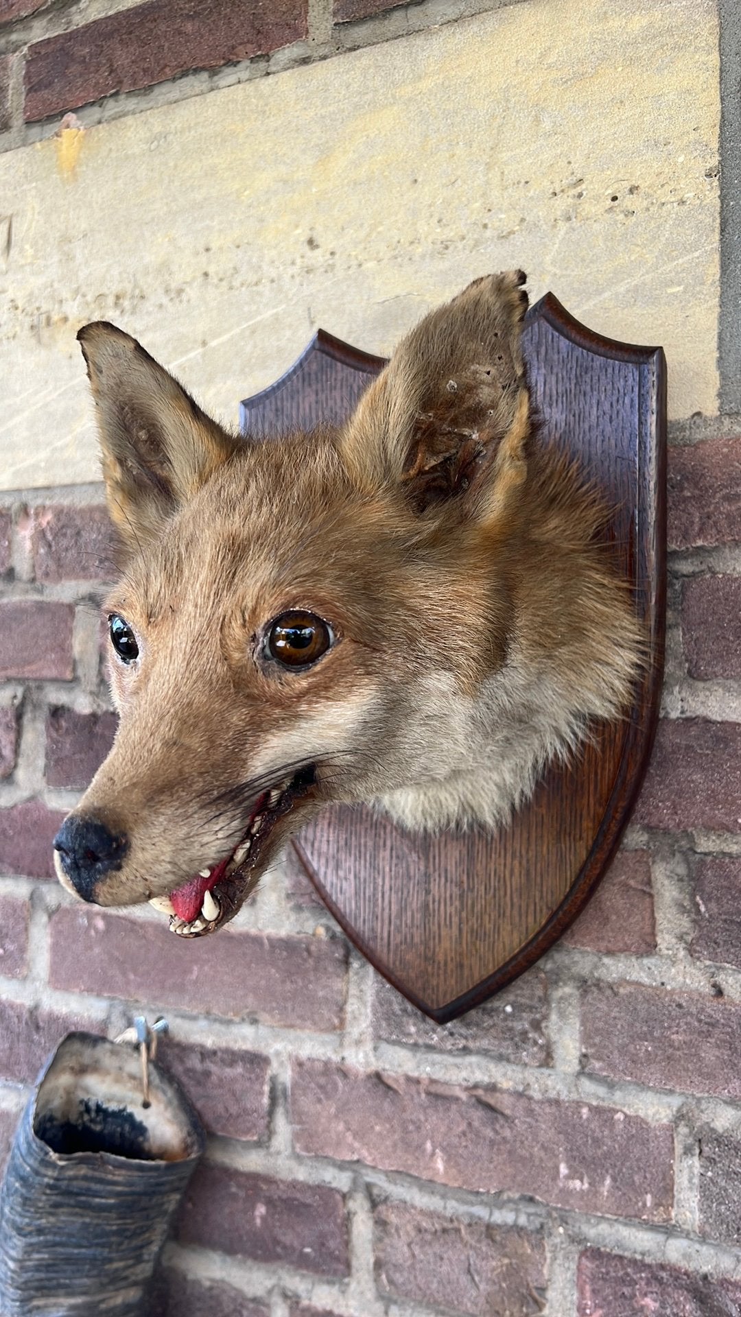 Vossen hoofd taxidermie, Verzamelen, Ophalen of Verzenden, Gebruikt, Wild dier, Opgezet dier