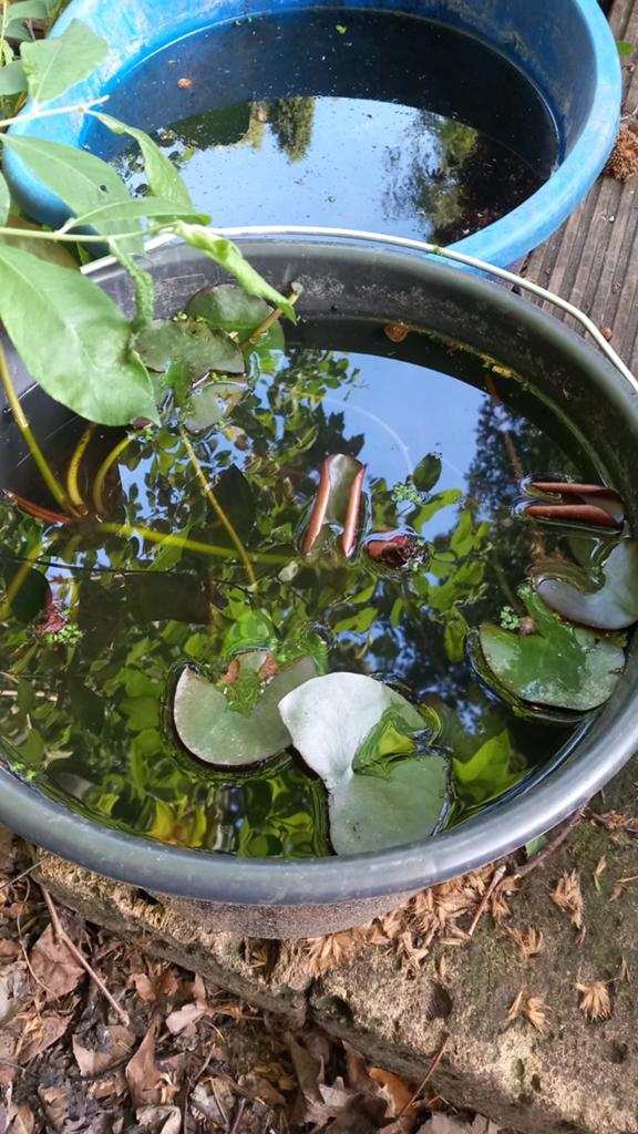 Waterlelies, Tuin en Terras, Ophalen