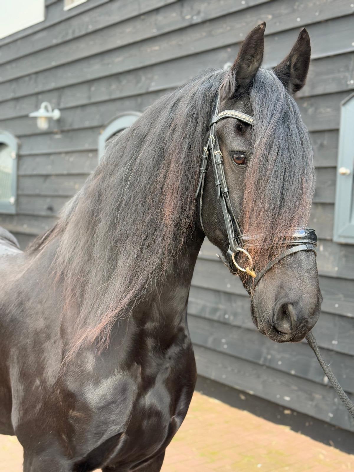 Friese ruin te koop, Dieren en Toebehoren, Ruin, 165 tot 170 cm, Met stamboom, 11 jaar of ouder